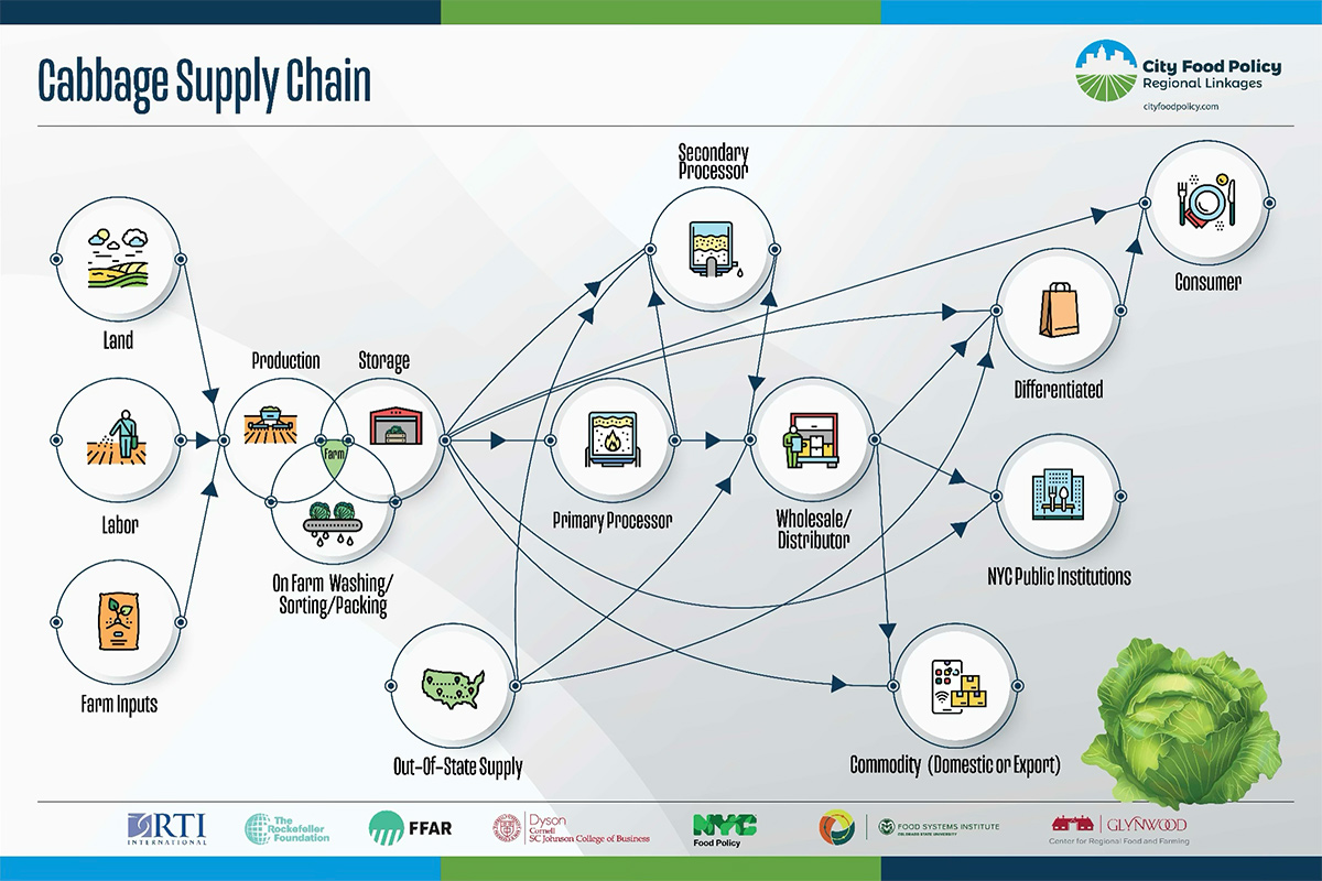 Cabbage supply chain infographic