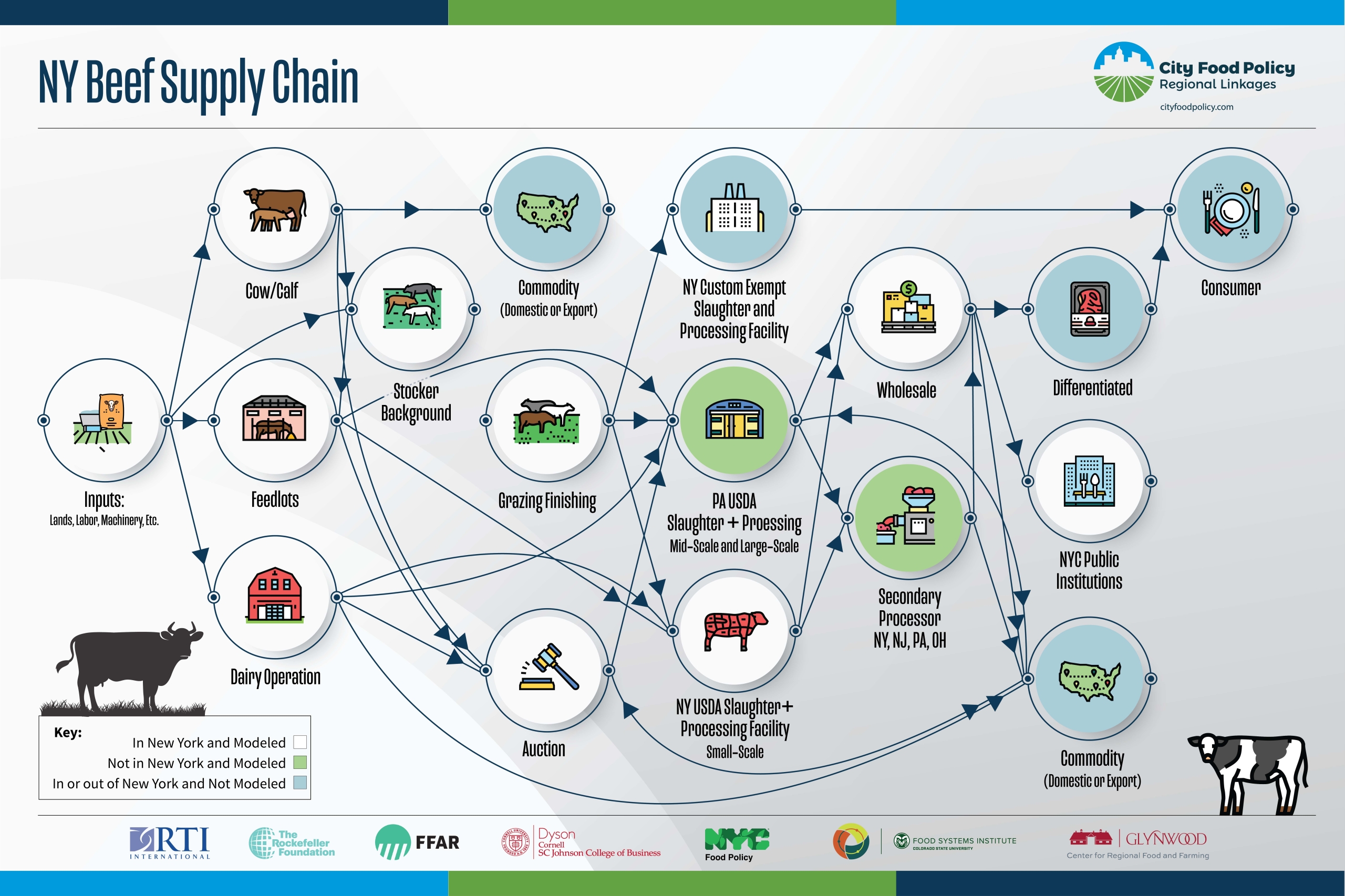 Infographic for New York beef supply chain